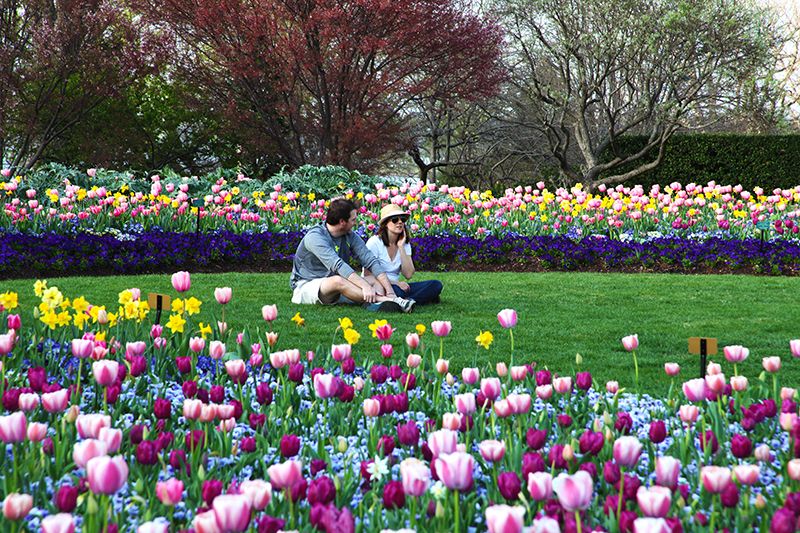 Dallas-Arboretum-Presents-Dallas-Blooms